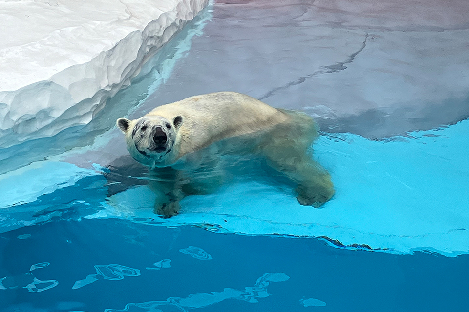 平川動物園のホッキョクグマ、ライトくんへ氷プレゼント！