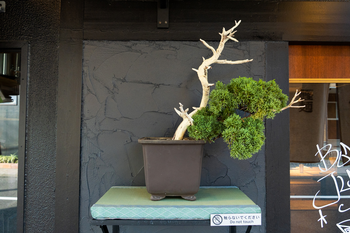 ボニートジャンキー 画像8