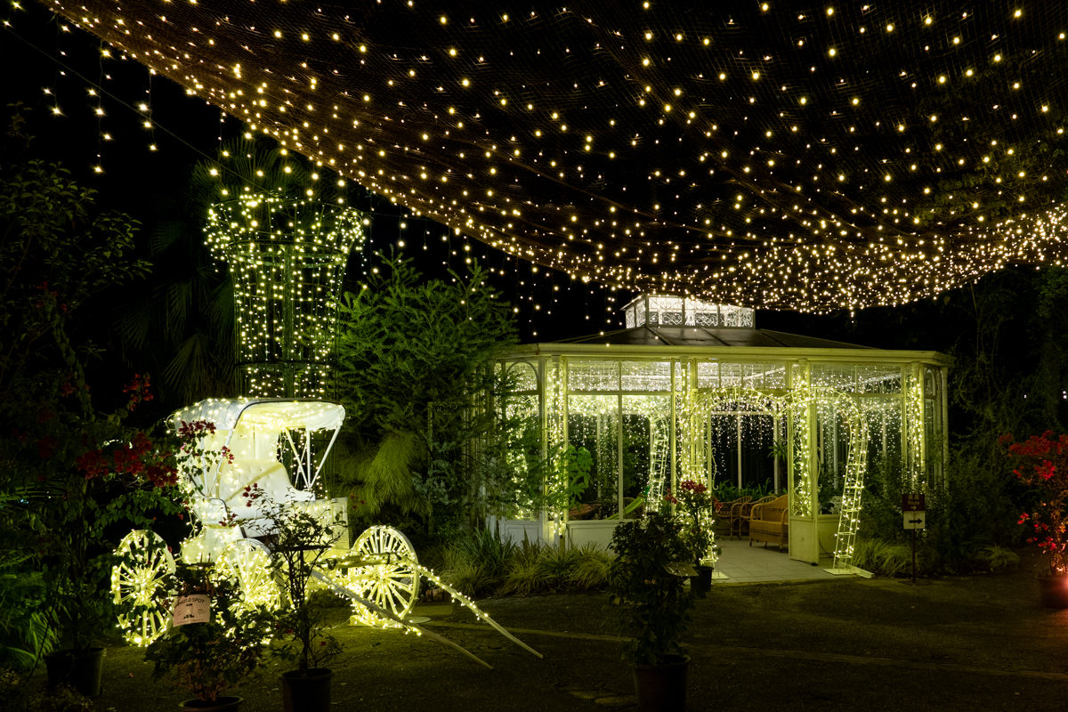 奄美の里 ナイトガーデン2025 画像5