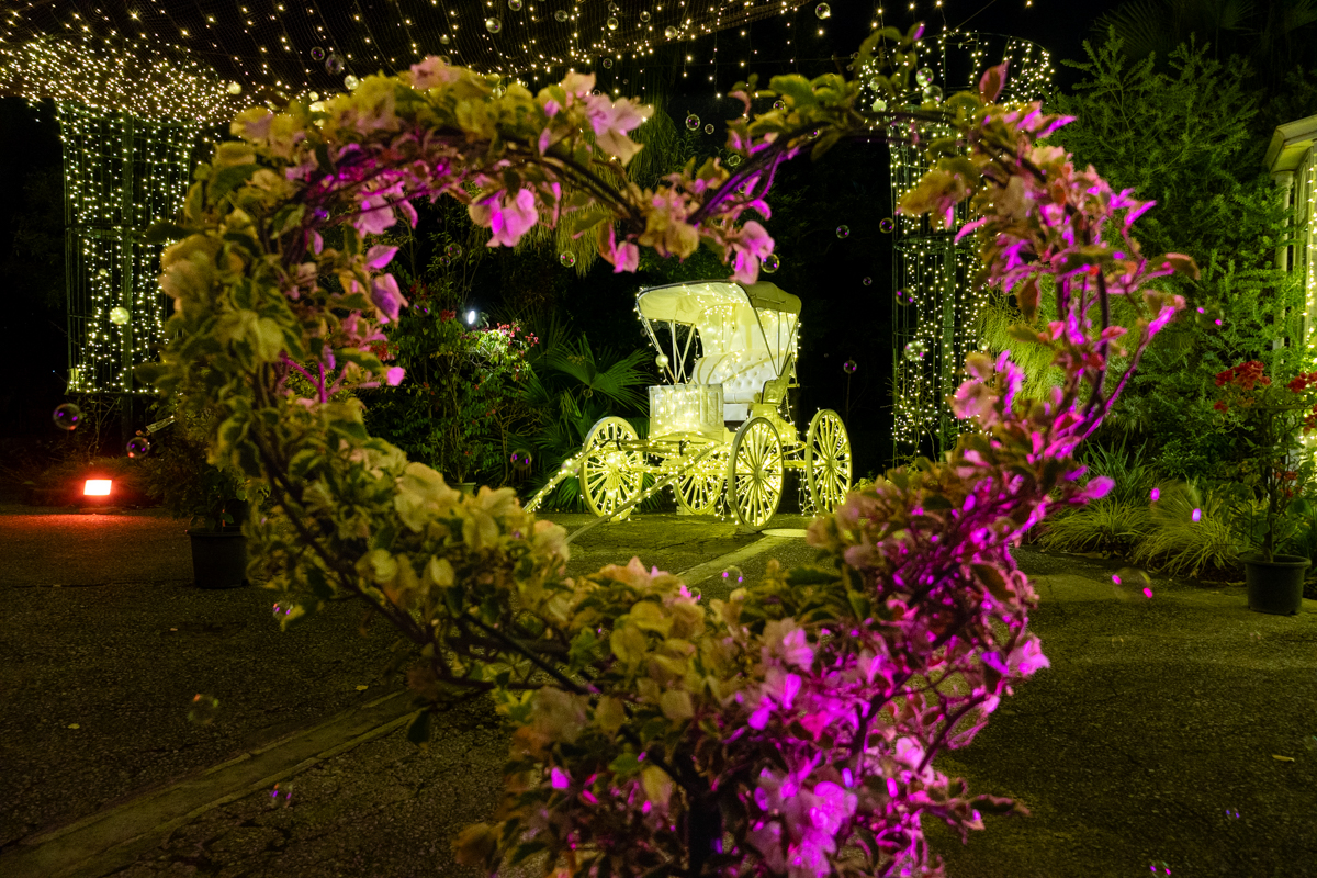 奄美の里 ナイトガーデン2025 画像6