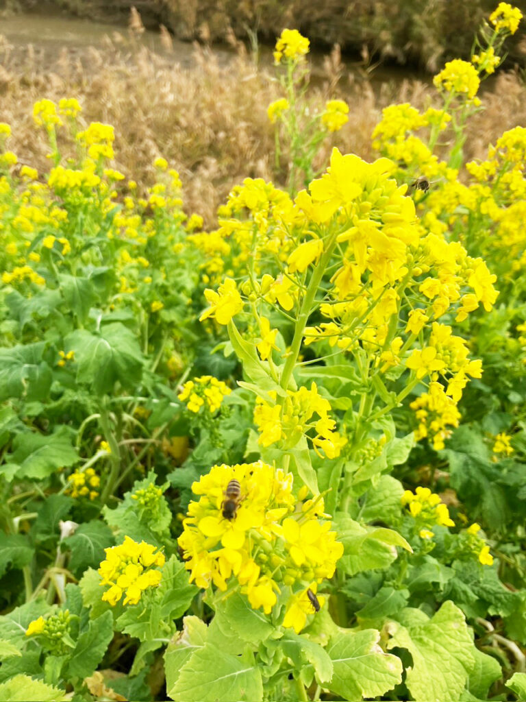菜の花、見頃です♪