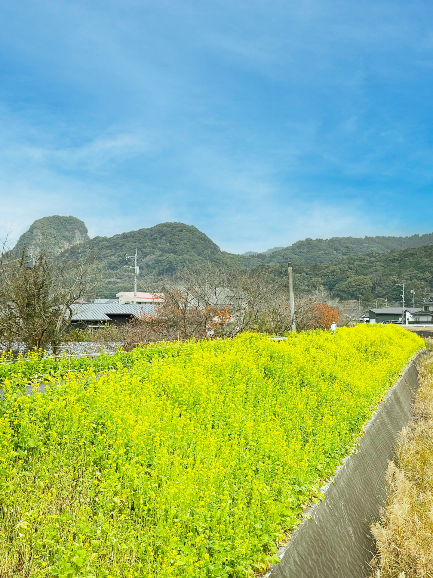 見頃は2月下旬までです