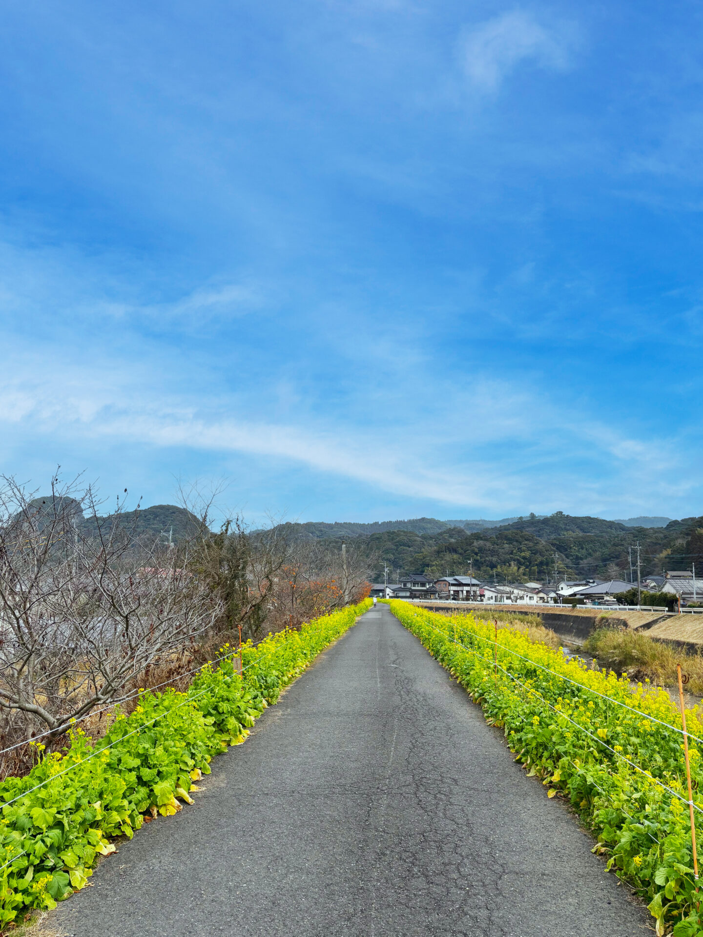 加治木に春の訪れを告げる黄色の菜の花